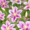Klematis 'Piilu' -Hot Sale Wexthuset Store Clematis patens piilu