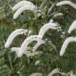 Höstsilverax 'Brunette', 2L -Hot Sale Wexthuset Store actaea simplex brunette hostsilverax