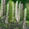 Höstsilverax 'Pink Spike', 2L -Hot Sale Wexthuset Store actaea simplex pink spike hostsilverax rosa