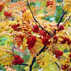 Rönn, Högstam St.omf. 8-10cm -Hot Sale Wexthuset Store alletrad ronnbarstrad host