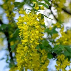 Alpgullregn 'Pendulum' -Hot Sale Wexthuset Store alpgullregn pendulum 2