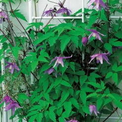 Alpklematis, Blålila