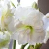 Amaryllis 'Alfresco' -Hot Sale Wexthuset Store amaryllis alfresco jullok wexthuset