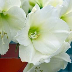 Amaryllis 'Christmas Gift' -Hot Sale Wexthuset Store amaryllis christmas gift wexthuset