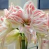 Amaryllis 'Dancing Queen' -Hot Sale Wexthuset Store amaryllis dancing queen jullok wexthuset