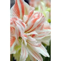 Amaryllis 'Dancing Queen' -Hot Sale Wexthuset Store amaryllis dancing queen wexthuset