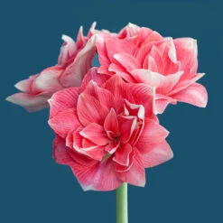 Amaryllis 'Double Dream' -Hot Sale Wexthuset Store amaryllis double dream AD