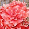 Amaryllis 'Double Dream' -Hot Sale Wexthuset Store amaryllis double dream EB