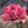 Amaryllis 'Gervase' -Hot Sale Wexthuset Store amaryllis gervase wh