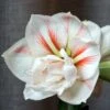 Amaryllis 'Nymph' -Hot Sale Wexthuset Store amaryllis nymph as