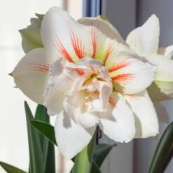 Amaryllis 'Nymph' -Hot Sale Wexthuset Store amaryllis nymph i fonster as