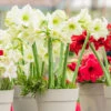Amaryllis 'White Garden' -Hot Sale Wexthuset Store amaryllis white garden AD