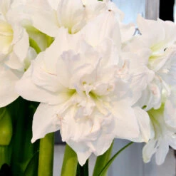 Amaryllis 'Arctic Nymph'