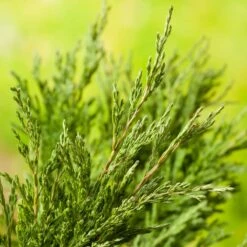 Amerikansk Kryp-en 'Andorra Compact', 5-pack -Hot Sale Wexthuset Store amerikansk kryp en andorra compact 2 2