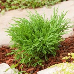 Amerikansk Kryp-en 'Andorra Compact', 3-pack