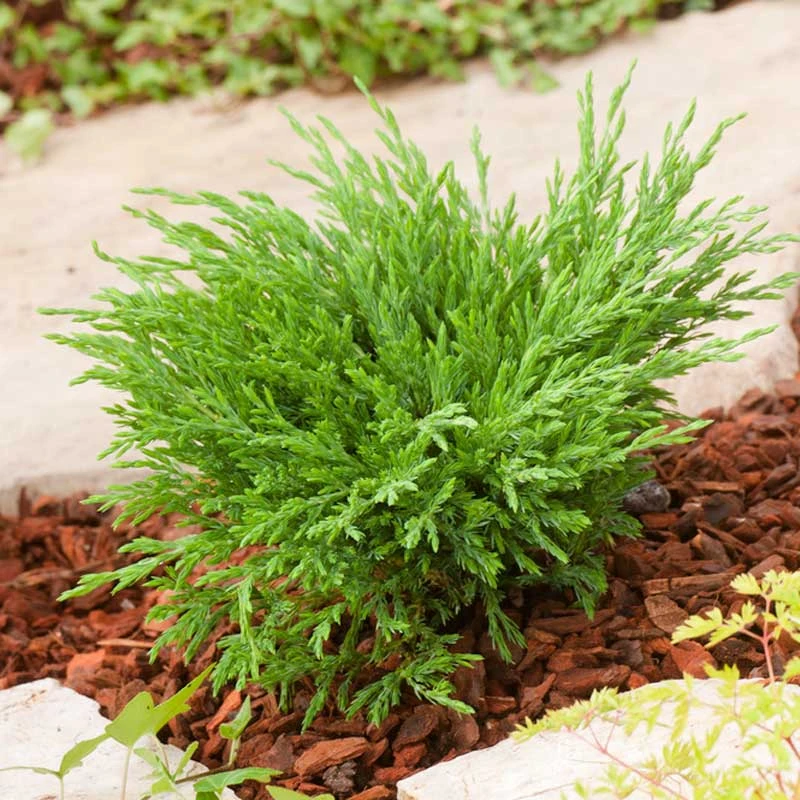 Amerikansk Kryp-en 'Andorra Compact', 3-pack 3 Amerikansk Kryp-en 'Andorra Compact', 3-pack