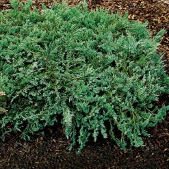 Amerikansk Kryp-en 'Blue Chip' 25-30 Cm