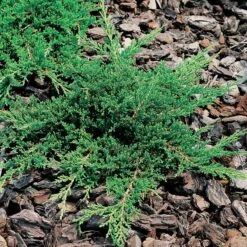 Amerikansk Kryp-en 'Prince Of Wales', 1-pack