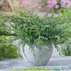 Amerikansk Kryp-en 'Prince Of Wales', 3-pack -Hot Sale Wexthuset Store amerikansk kryp en prince of wales 3 3