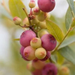 Amerikanskt Blåbär 'Pink Lemonade', 5-pack -Hot Sale Wexthuset Store amerikanskt blabar pink lemonade 2 1
