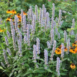 Anisört 'Blue Fortune', 6-pack -Hot Sale Wexthuset Store anisort i rabbatt WH