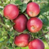 Äpple 'Summerred'