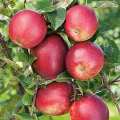 Äpple 'Summerred'
