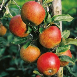 Äpple 'Aroma' E, Svagväxande