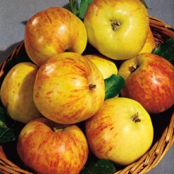 Äpple 'Gravensteiner' -Hot Sale Wexthuset Store apple gravensteiner minitrad skord