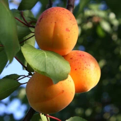 Aprikos 'Tros Oranje' -Hot Sale Wexthuset Store aprikos tros oranje