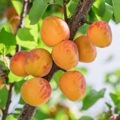Aprikos 'Tros Oranje'