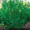 Slånaronia 'Elata' 30-50 Cm, 100-pack -Hot Sale Wexthuset Store aronia prunfolia 3