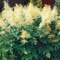 Plymspirea, 3-pack 5 Plymspirea, 3-pack -Hot Sale Wexthuset Store aruncus dioicus plymspirea