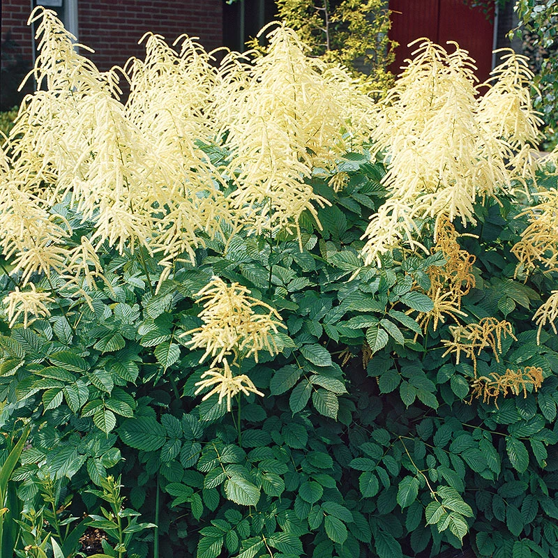 Plymspirea, 3-pack 4 Plymspirea, 3-pack - Image 2