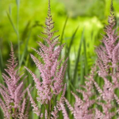 Astilbe 'Erika', 3-pack