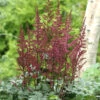Astilbe 'Etna', 3-pack