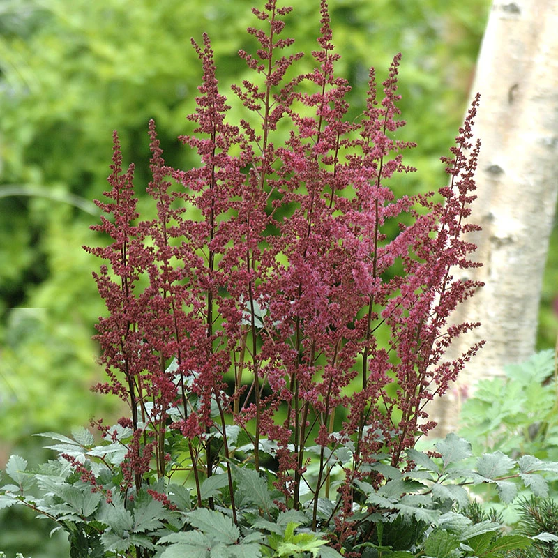 Astilbe 'Etna', 3-pack 3 Astilbe 'Etna', 3-pack