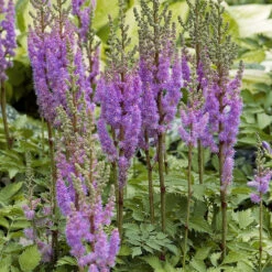 Dvärgastilbe, 3-pack -Hot Sale Wexthuset Store astilbe chinensis pumila dvargastilbe