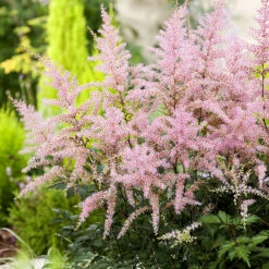 Fjäderastilbe, 3-pack -Hot Sale Wexthuset Store astilbe simplicifolia sprite fjaderastilbe