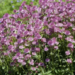 Stjärnflocka 'Roma', 3-pack -Hot Sale Wexthuset Store astrantia major roma stjarnflocka morkrod