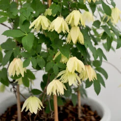 Klematis 'Amber' -Hot Sale Wexthuset Store atragene klematis amber 1