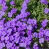 Aubrietia 'Blaumeise', 6-pack