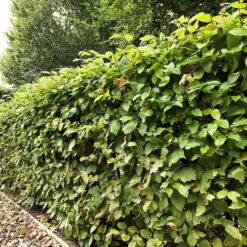 Avenbok, Carpinus Betulus, 150-175 Cm
