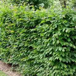 Avenbok 125-150 Cm, 10-pack