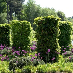 Avenbok 125-150 Cm, 100-pack -Hot Sale Wexthuset Store avenboksplantor klippta i pelarform