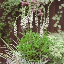 Bäcklysing 'Autumn Snow', 6-pack