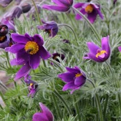 Backsippa, 6-pack -Hot Sale Wexthuset Store backsippa 2