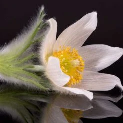 Backsippa 'Alba', 6-pack -Hot Sale Wexthuset Store backsippa alba 2