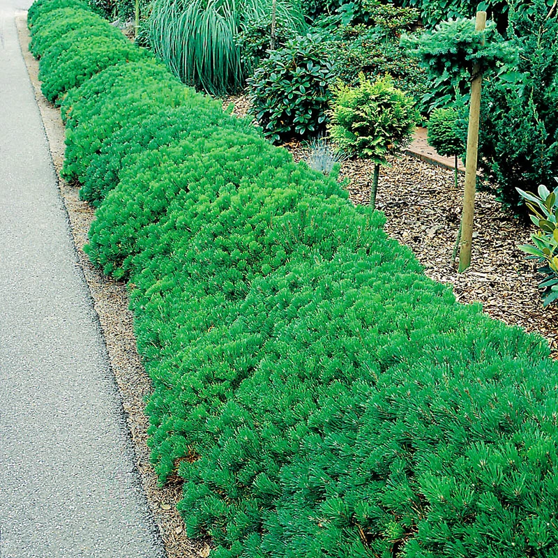 Balkanbergtall Mugo Var Pumilio 25-30 Cm 4 Balkanbergtall Mugo Var Pumilio 25-30 Cm - Image 2