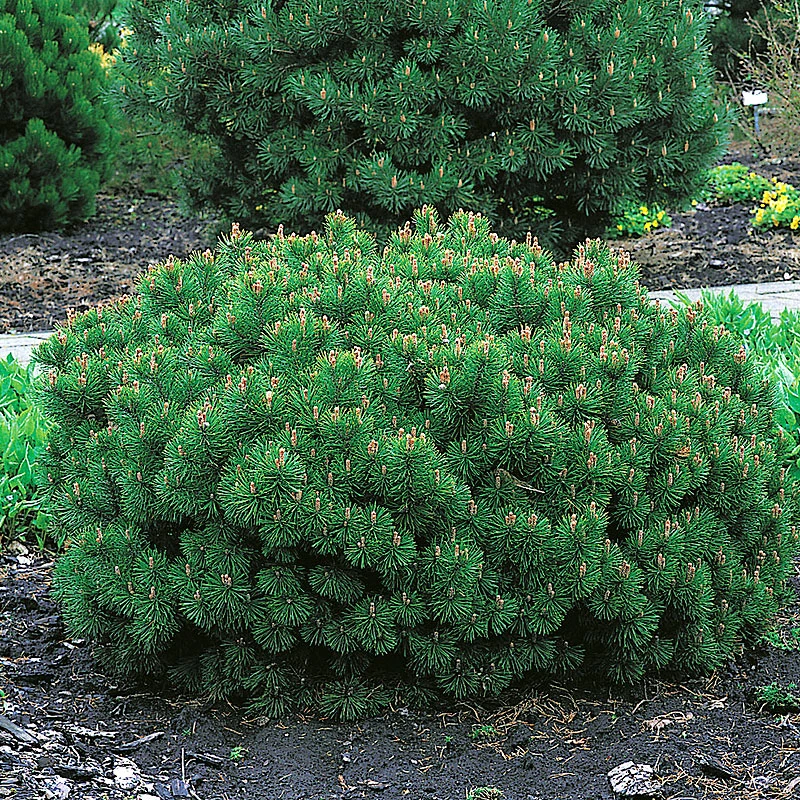 Balkanbergtall Mugo Var Pumilio 25-30 Cm 3 Balkanbergtall Mugo Var Pumilio 25-30 Cm